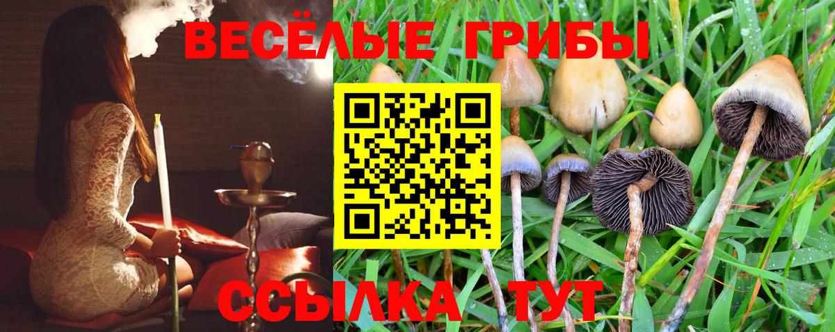 Галлюциногенные грибы Psilocybine cubensis Кулебаки